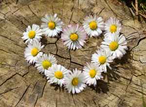 daisy-heart-flowers-flower-heart.jpg